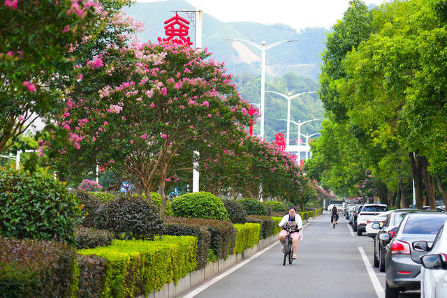 洪江市 黔城镇 紫薇花 生态 绿色