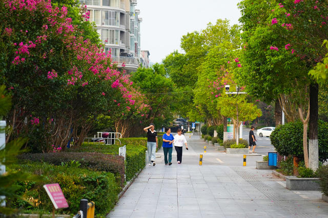 洪江市 黔城镇 紫薇花 生态 绿色