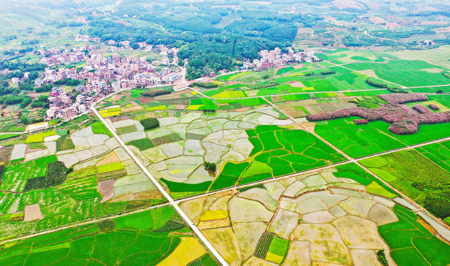 田园  产业  画卷  乡村