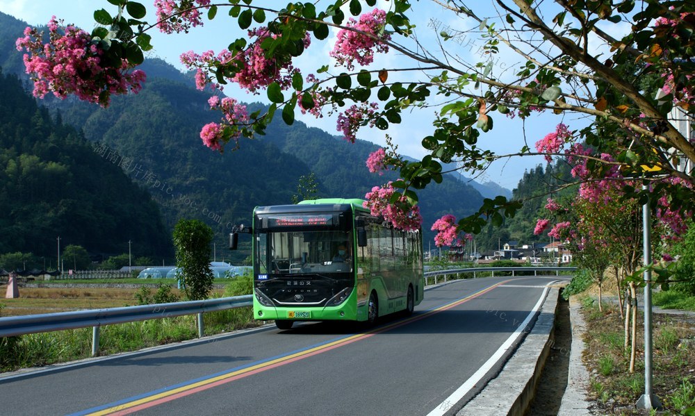 紫薇花 公路 旅游 乡村 初秋