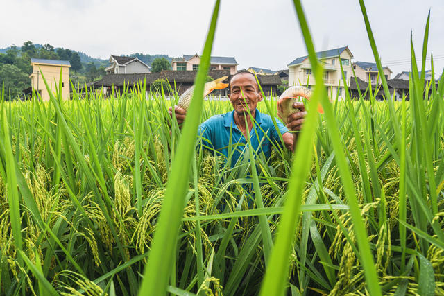 田园稻谷飘香  村民在稻田里放水捉稻花鱼为水稻收割做准备  “以稻养鱼、以鱼促稻”产业