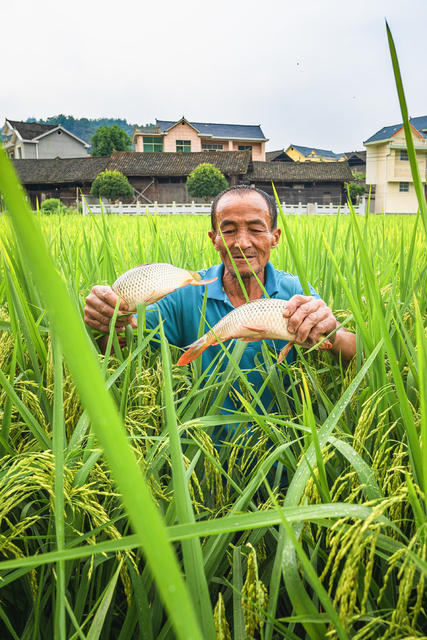 田园稻谷飘香  村民在稻田里放水捉稻花鱼为水稻收割做准备  “以稻养鱼、以鱼促稻”产业