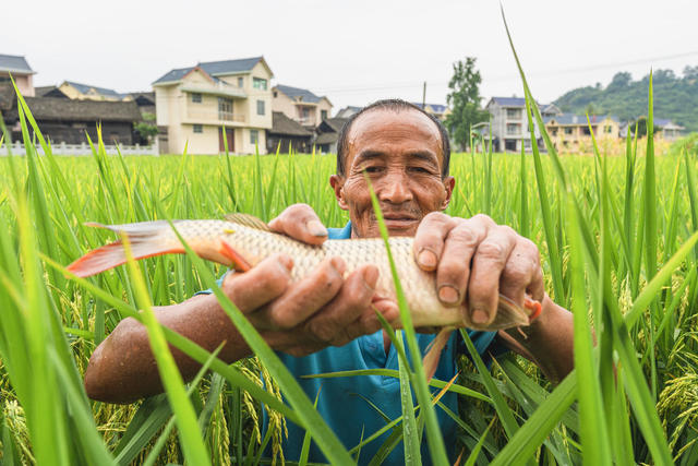 田园稻谷飘香  村民在稻田里放水捉稻花鱼为水稻收割做准备  “以稻养鱼、以鱼促稻”产业