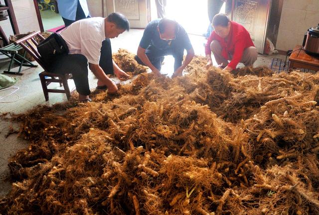 装车 玉竹 产业