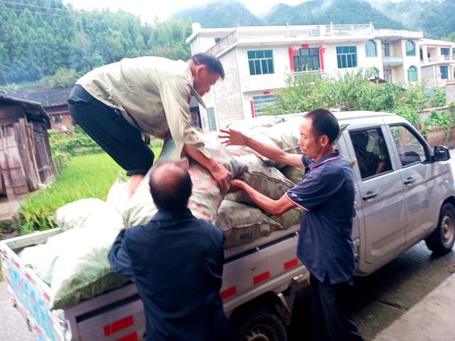 装车 玉竹 产业
