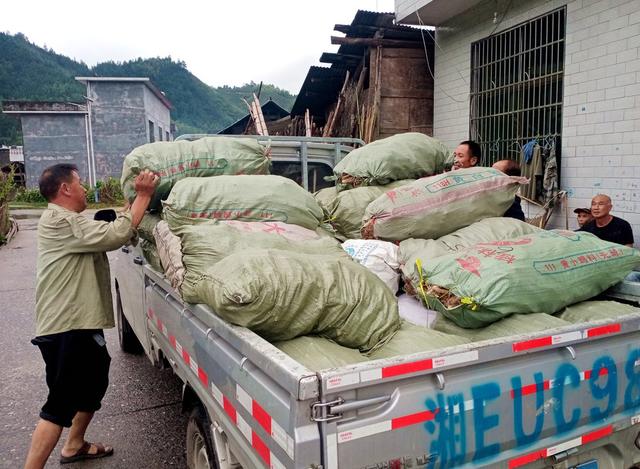 装车 玉竹 产业