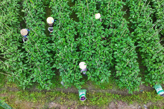 茄子 丰收 采摘 红茄 产业 农民