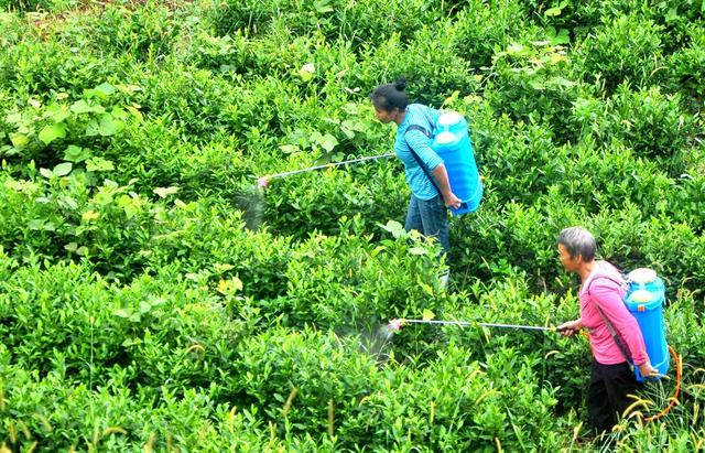茶园  深冲  管护 施肥 