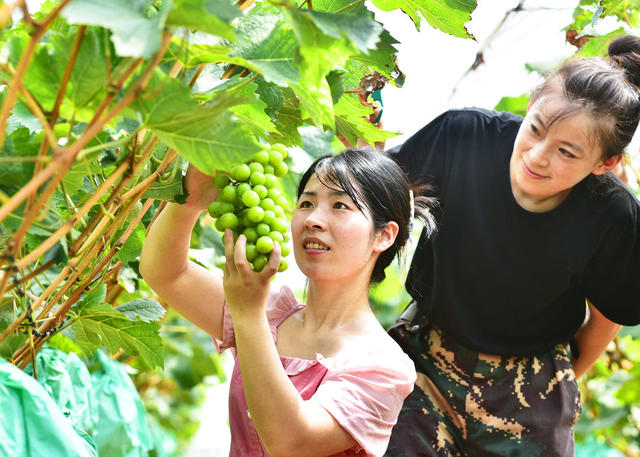 嘉禾：生态农业助增收