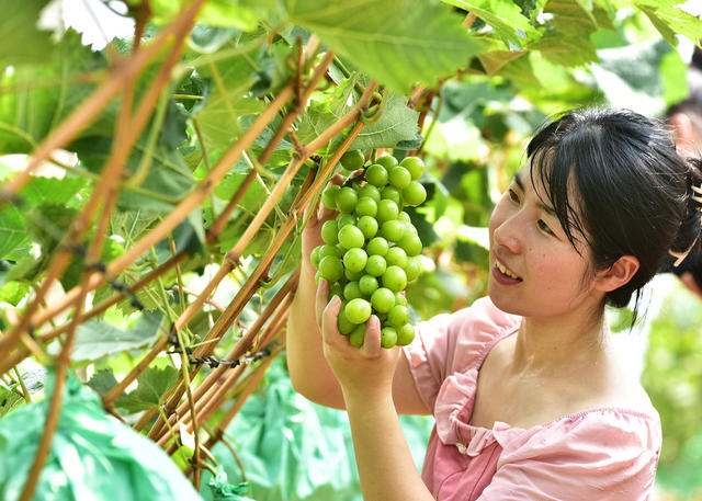 嘉禾：生态农业助增收