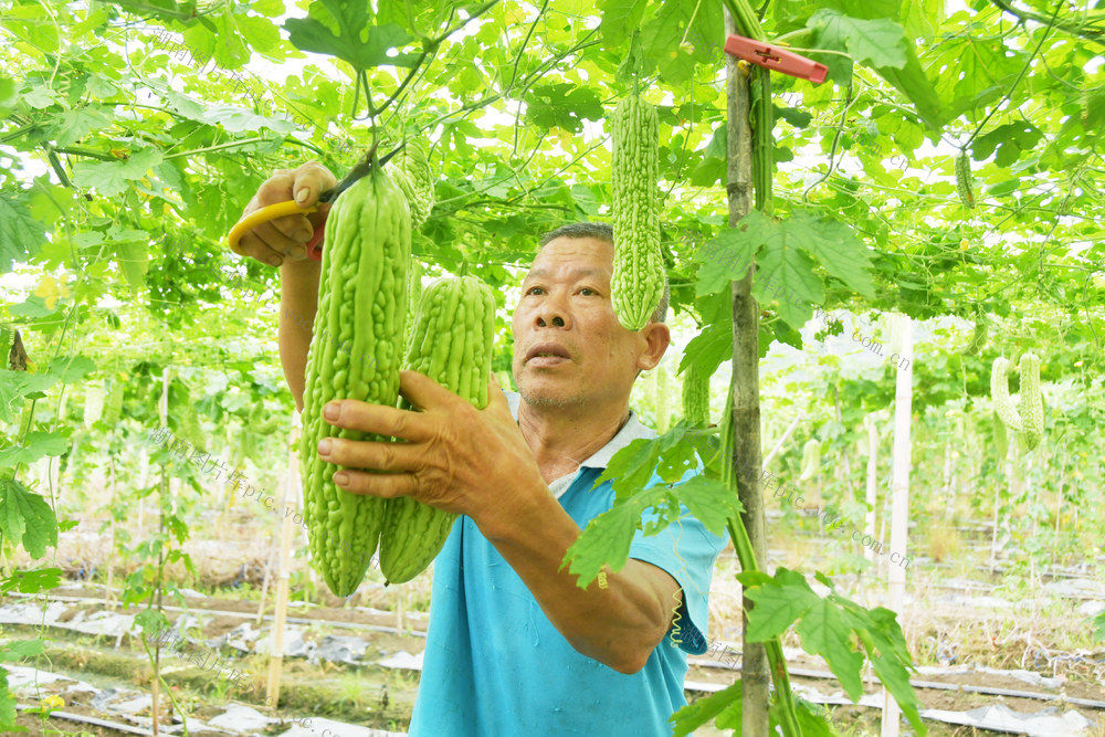 采摘苦瓜供港澳