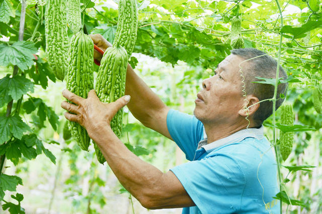 采摘苦瓜供港澳