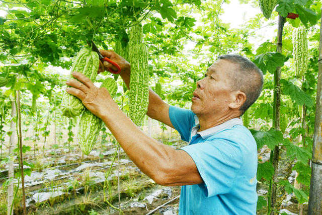 采摘苦瓜供港澳