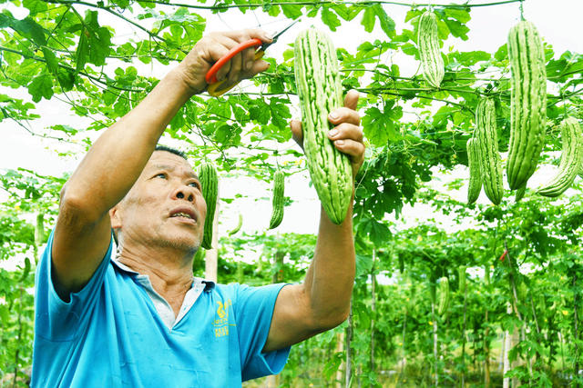 采摘苦瓜供港澳