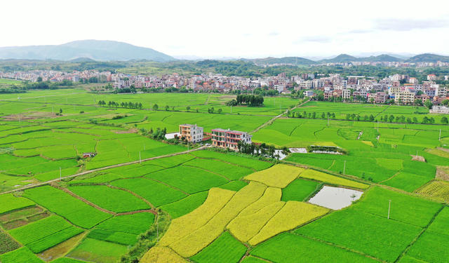 嘉禾：田园“丰”景