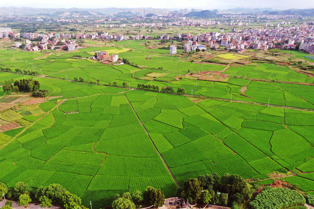 嘉禾：田园“丰”景