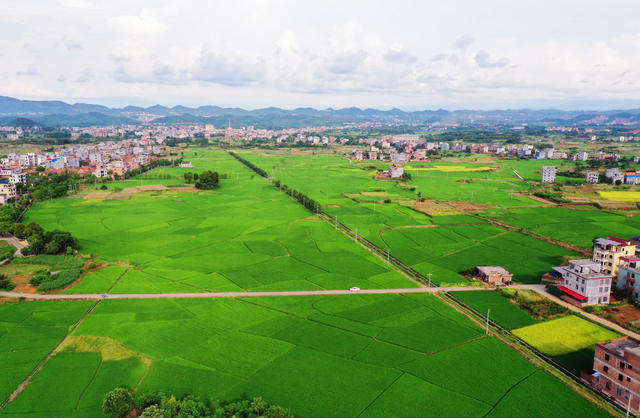 嘉禾：田园“丰”景