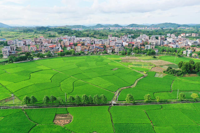 嘉禾：田园“丰”景