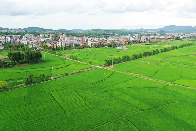 嘉禾：田园“丰”景