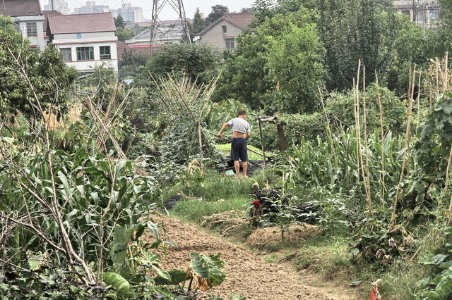 种植囗蔬菜