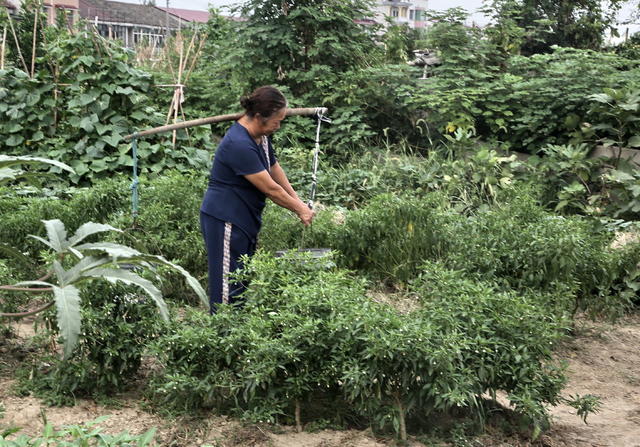种植囗蔬菜