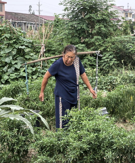 种植囗蔬菜