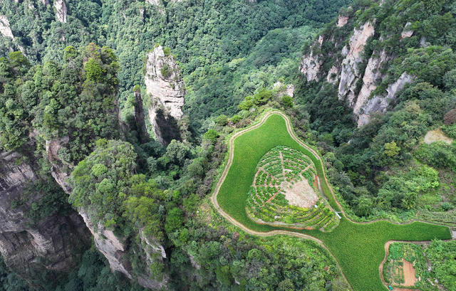 峰林 田园 张家界 天子山