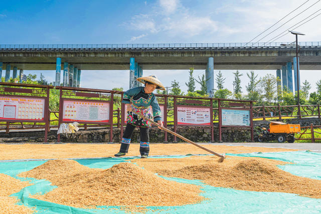 优质水稻“玉针香”迎来收割期  推广“玉针香”等优质水稻种植  村民将收割好的“玉针香”抓紧利用晴好天气进行晾晒  颗粒归仓 
 确保端稳粮食饭碗