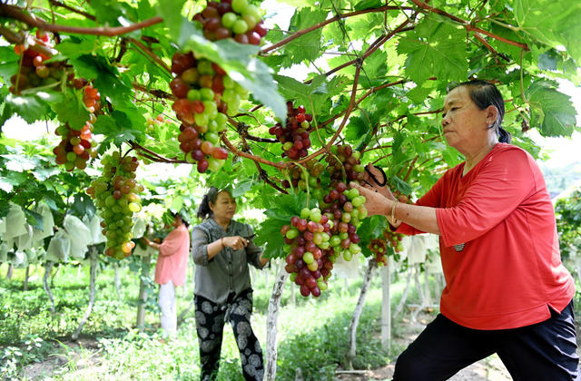 果园 红提 葡萄 采摘 丰收 农村 种植业 果农 丰产增收 市场 水果