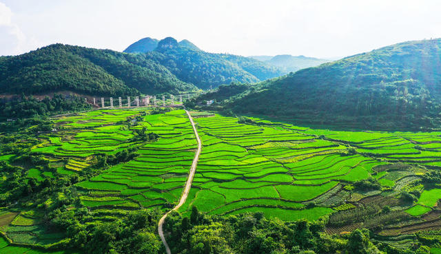 梯田  水稻  如画  绿意