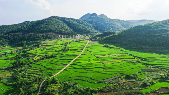 梯田  水稻  如画  绿意