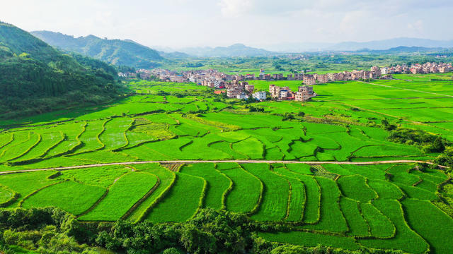 梯田  水稻  如画  绿意