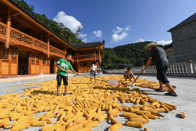 经济  秋收 农民 玉米