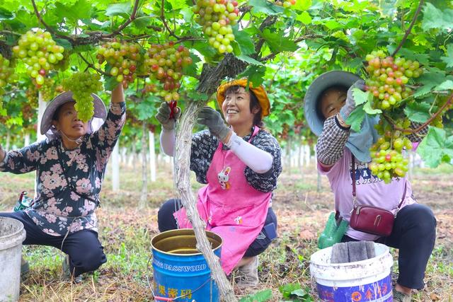 农民、葡萄园、生态农业、绿色防控、农产品