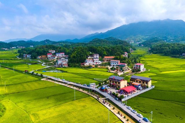 秋天  丰收  中稻  晚稻  色彩斑斓  乡村  画卷