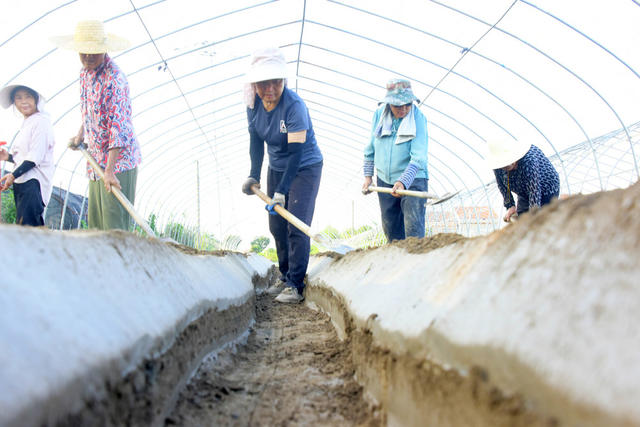 农业  特色种植  大棚设施  草莓  垄厢  平整  备栽