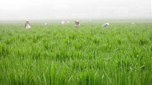 通道 侗族 村民 杂交 水稻 制种 管护 劳作