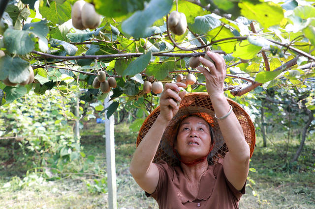 猕猴桃  成熟  采摘  村民  种植  基地 上市