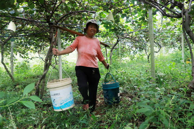 猕猴桃  成熟  采摘  村民  种植  基地 上市
