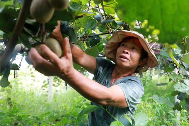 猕猴桃  成熟  采摘  村民  种植  基地 上市