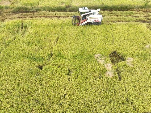 秋忙
处暑
秋管