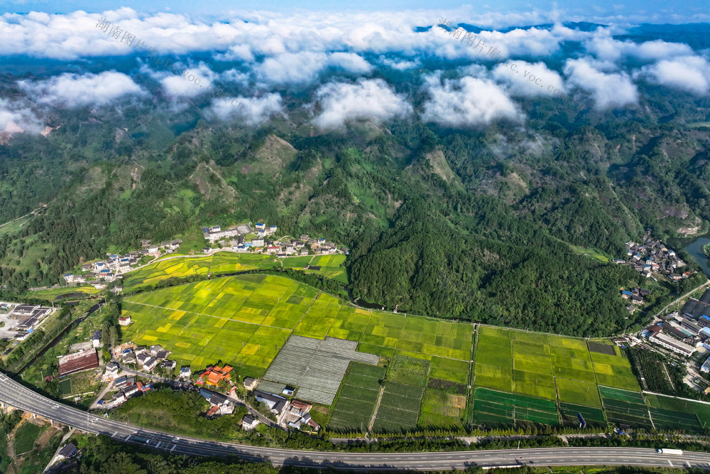 2024年8月20日，湖南省怀化市通道侗族自治县万佛山镇坪地村，水稻迎来成熟期，金灿灿的稻田与高速公路、村庄、云雾、山峰相映成景，构成一幅田园丰收画卷。