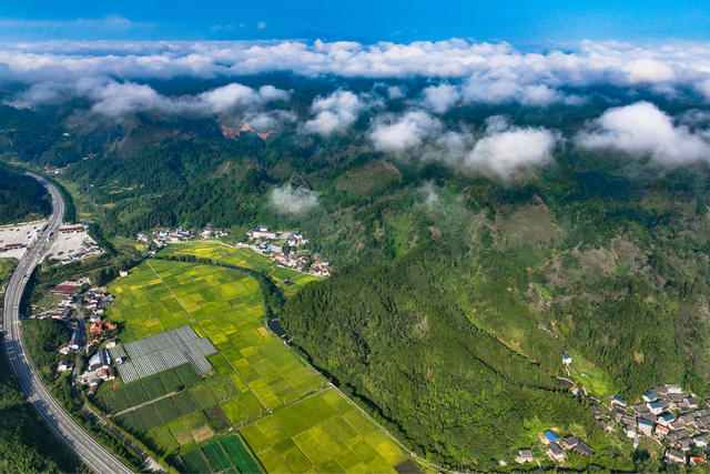 2024年8月20日，湖南省怀化市通道侗族自治县万佛山镇坪地村，水稻迎来成熟期，金灿灿的稻田与高速公路、村庄、云雾、山峰相映成景，构成一幅田园丰收画卷。