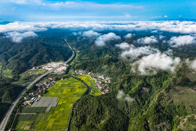 2024年8月20日，湖南省怀化市通道侗族自治县万佛山镇坪地村，水稻迎来成熟期，金灿灿的稻田与高速公路、村庄、云雾、山峰相映成景，构成一幅田园丰收画卷。