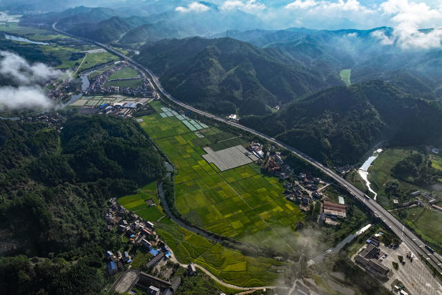 2024年8月20日，湖南省怀化市通道侗族自治县万佛山镇坪地村，水稻迎来成熟期，金灿灿的稻田与高速公路、村庄、云雾、山峰相映成景，构成一幅田园丰收画卷。