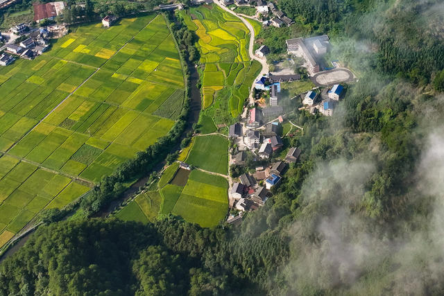 2024年8月20日，湖南省怀化市通道侗族自治县万佛山镇坪地村，水稻迎来成熟期，金灿灿的稻田与高速公路、村庄、云雾、山峰相映成景，构成一幅田园丰收画卷。