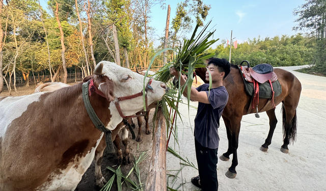 返乡创业青年 养殖有牛、马、猪等畜牧