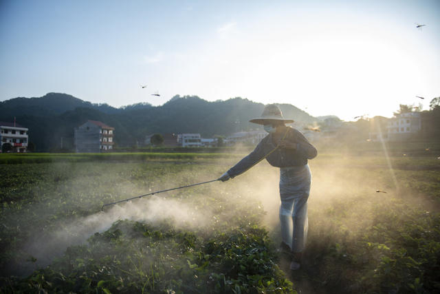 湖南娄底 草莓苗 管理管护 市场 