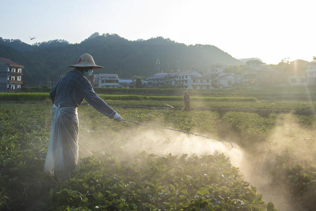 湖南娄底 草莓苗 管理管护 市场 