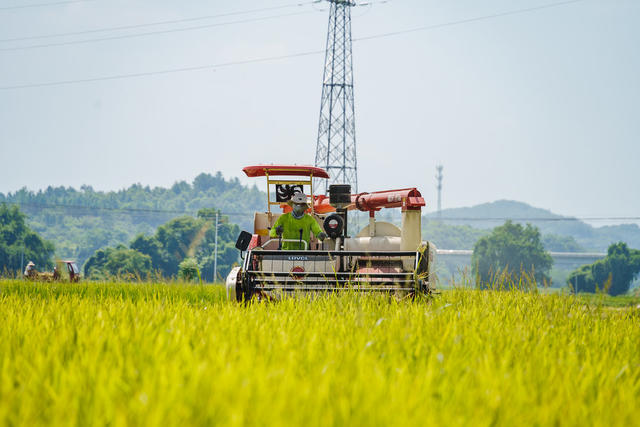 农业 中稻丰收 粮食生产 处暑农忙